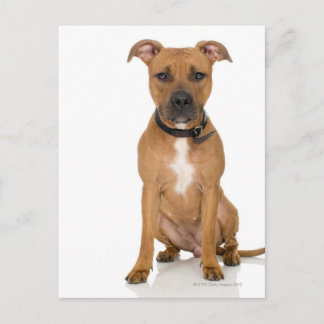 Studio portrait of American pit bull puppy 3 Postcard