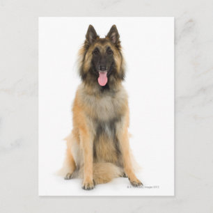 Studio portrait of Belgian shepherd dog Postcard