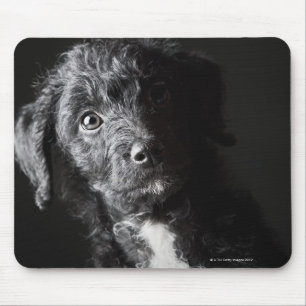 Studio portrait of black jack-a-doodle mouse pad