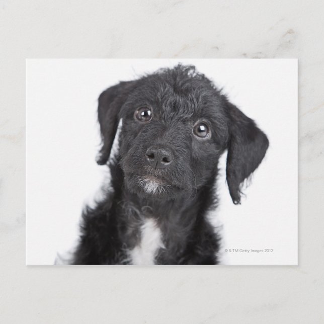 Studio portrait of black jack-a-doodle postcard (Front)