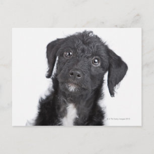 Studio portrait of black jack-a-doodle postcard
