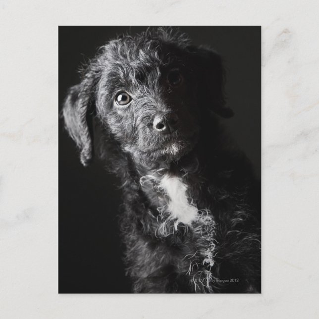 Studio portrait of black jack-a-doodle postcard (Front)