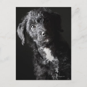 Studio portrait of black jack-a-doodle postcard