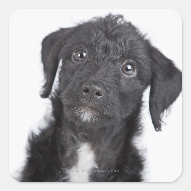 Studio portrait of black jack-a-doodle square sticker (Front)
