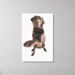 Studio portrait of Chocolate Labrador Canvas Print