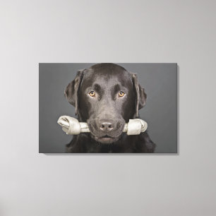 Studio portrait of chocolate labrador carrying canvas print