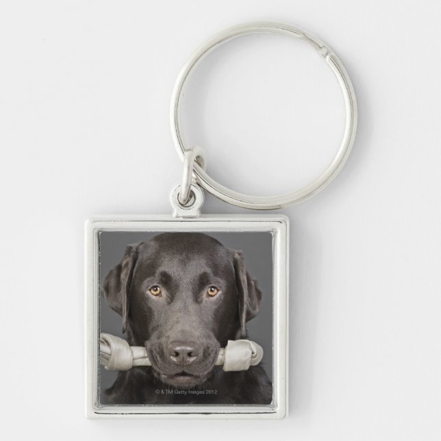 Studio portrait of chocolate labrador carrying key ring (Front)