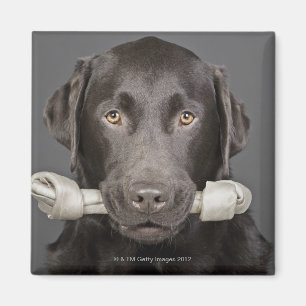 Studio portrait of chocolate labrador carrying magnet