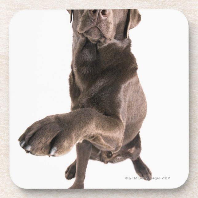 Studio portrait of Chocolate Labrador Coaster (Front)