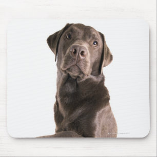 Studio portrait of Chocolate Labrador Mouse Pad