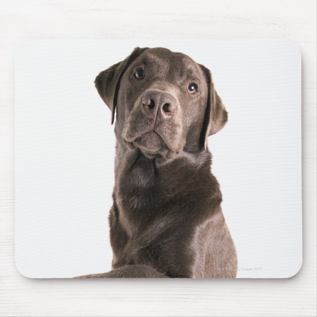 Studio portrait of Chocolate Labrador Mouse Pad (Front)