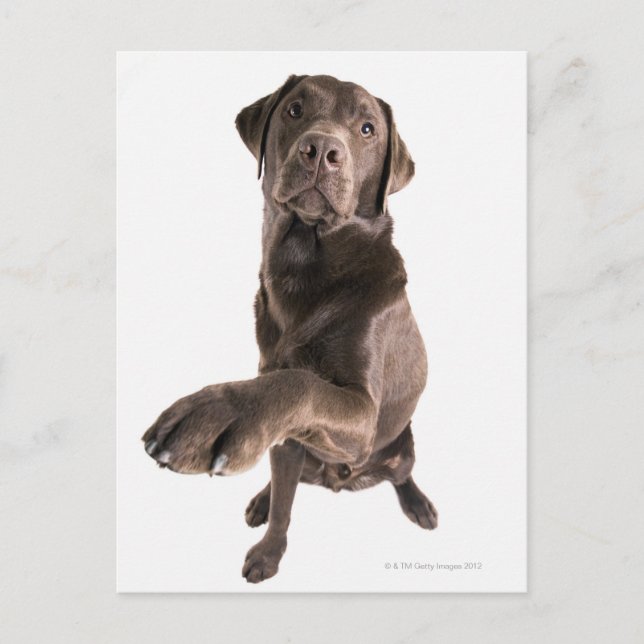 Studio portrait of Chocolate Labrador Postcard (Front)