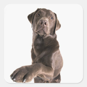 Studio portrait of Chocolate Labrador Square Sticker