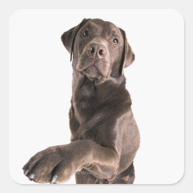 Studio portrait of Chocolate Labrador Square Sticker (Front)