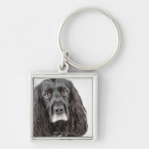 Studio portrait of cocker spaniel key ring