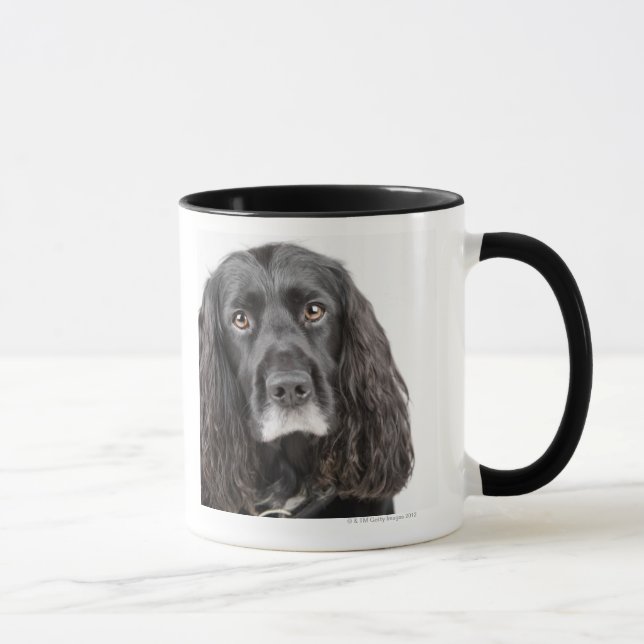 Studio portrait of cocker spaniel mug (Right)