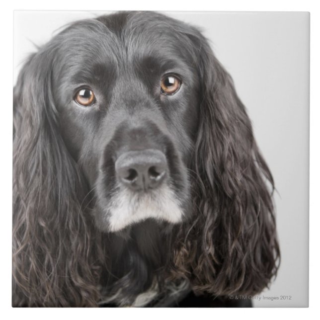 Studio portrait of cocker spaniel tile (Front)