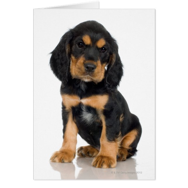 Studio portrait of Rottweiler puppy (Front)