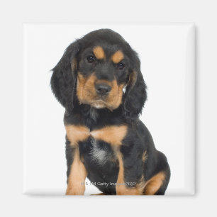Studio portrait of Rottweiler puppy Magnet