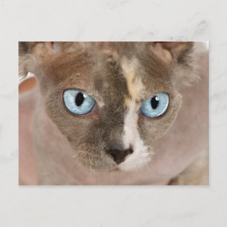 Studio portrait of Sphynx cat Postcard