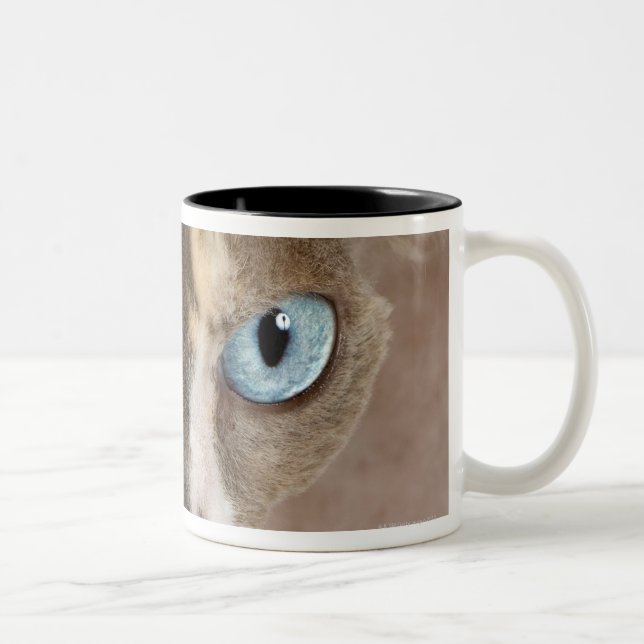 Studio portrait of Sphynx cat Two-Tone Coffee Mug (Right)