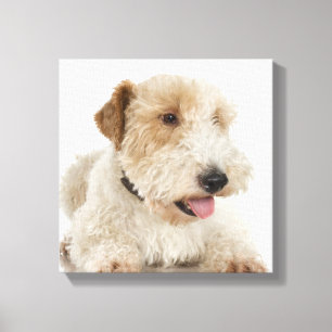 Studio portrait of Wheaten terrier puppy Canvas Print