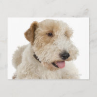 Studio portrait of Wheaten terrier puppy