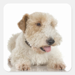 Studio portrait of Wheaten terrier puppy Square Sticker
