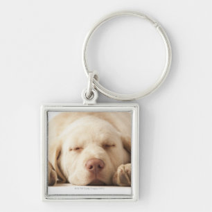 Studio portrait of Yellow Labrador Retriever Key Ring