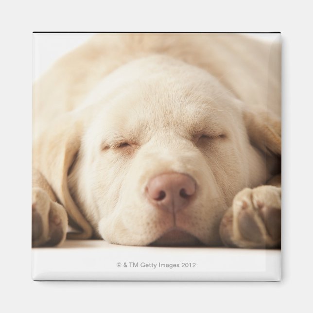 Studio portrait of Yellow Labrador Retriever Magnet (Front)