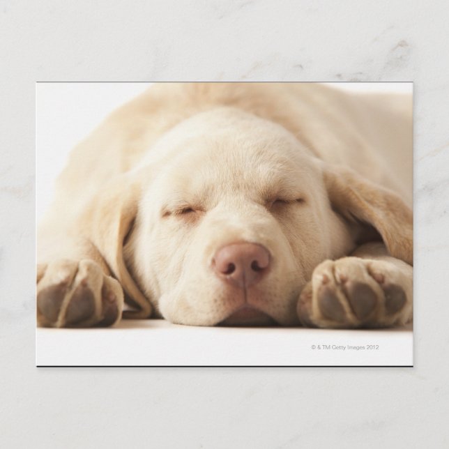 Studio portrait of Yellow Labrador Retriever Postcard (Front)