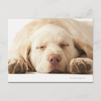 Studio portrait of Yellow Labrador Retriever Postcard