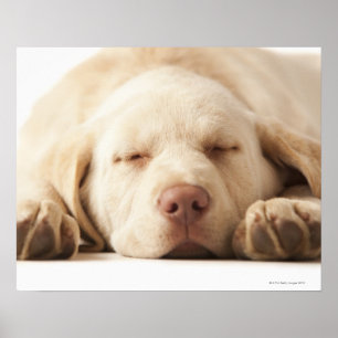 Studio portrait of Yellow Labrador Retriever Poster