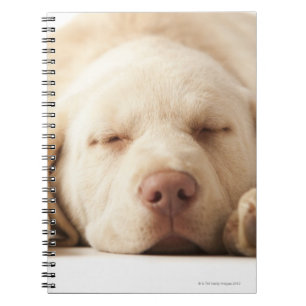 Studio portrait of Yellow Labrador Retriever Spiral Notebook