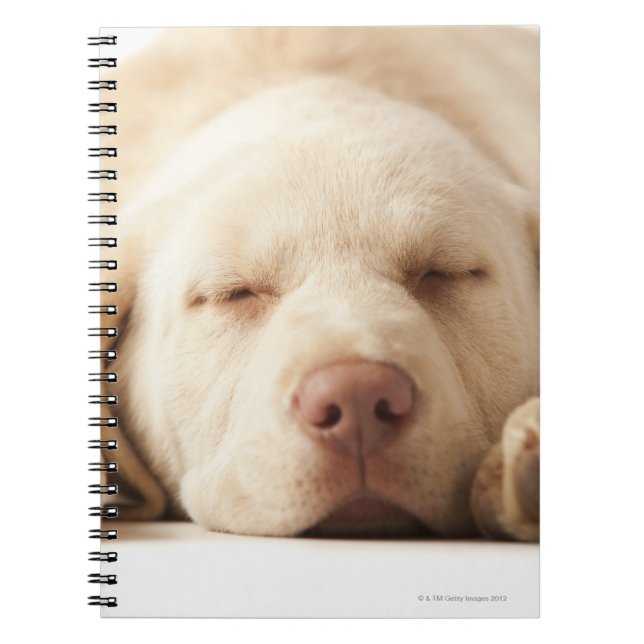 Studio portrait of Yellow Labrador Retriever Spiral Notebook (Front)