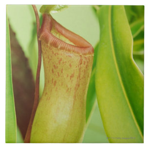 Studio shot close-up of pitcher plant tile