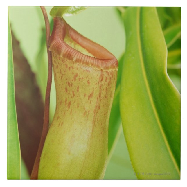 Studio shot close-up of pitcher plant tile (Front)