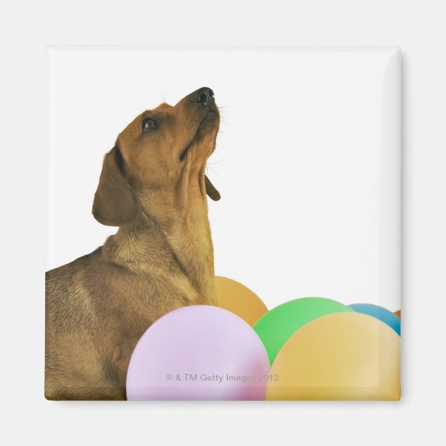 Studio Shot Magnet (Front)