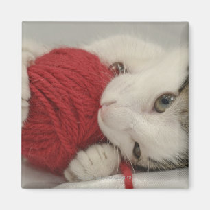 Studio shot magnet