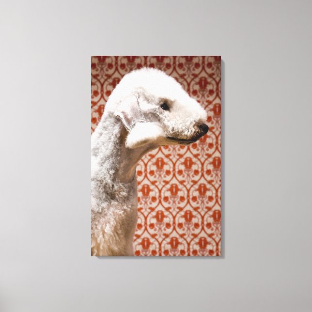Studio shot of Bedlington Terrier Canvas Print (Front)