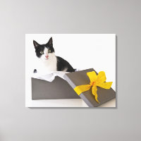 Studio shot of black and white cat in gift box