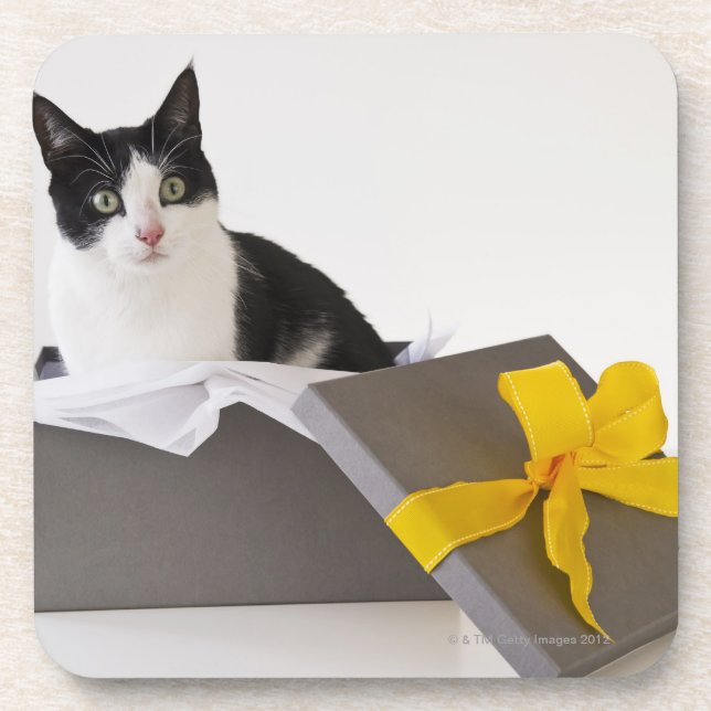Studio shot of black and white cat in gift box coaster (Front)