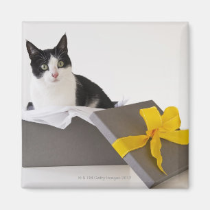 Studio shot of black and white cat in gift box magnet