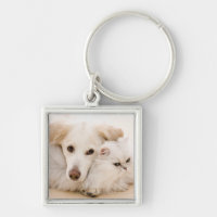 Studio shot of cat and dog