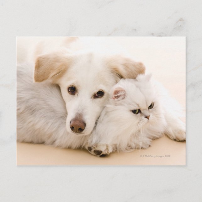 Studio shot of cat and dog postcard (Front)