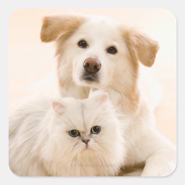 Studio shot of cat and dog square sticker (Front)