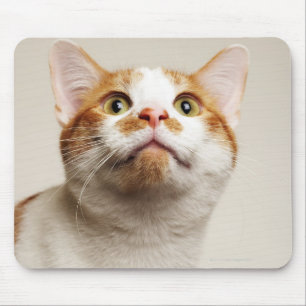Studio shot of cat looking up mouse pad