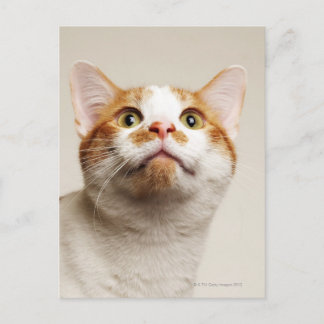 Studio shot of cat looking up postcard