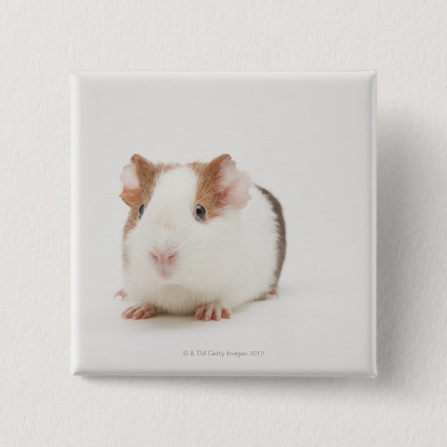 Studio shot of Guinea Pig 15 Cm Square Badge (Front)