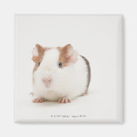 Studio shot of Guinea Pig